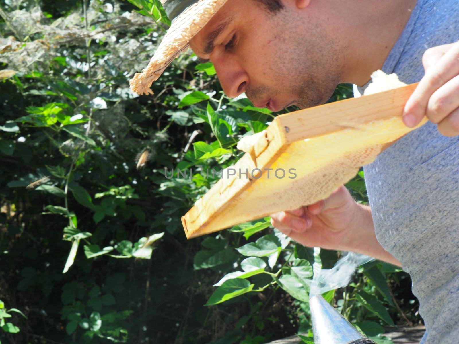 Master bee keeper pulls out a frame with honey from the beehive in the colony. by verbano