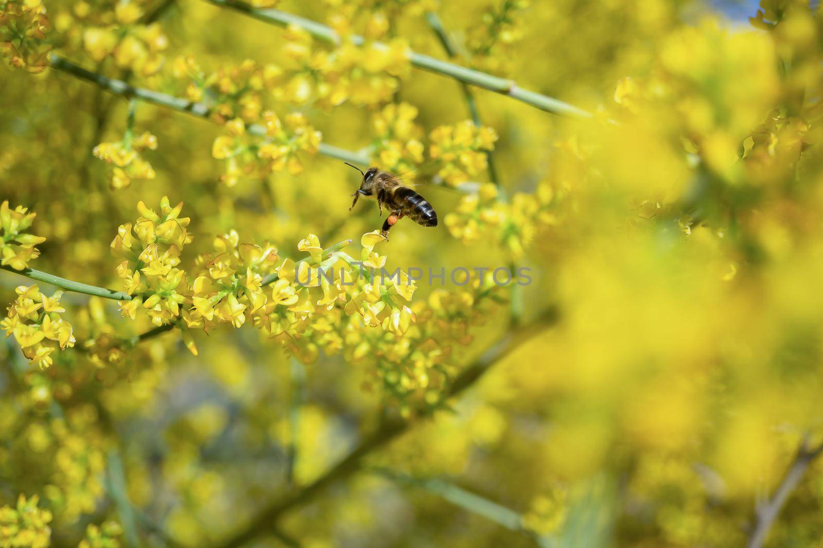 bee pollinating yellow flowers by joseantona