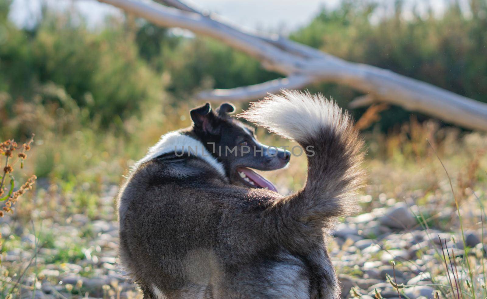 border collie dog bathing in the river