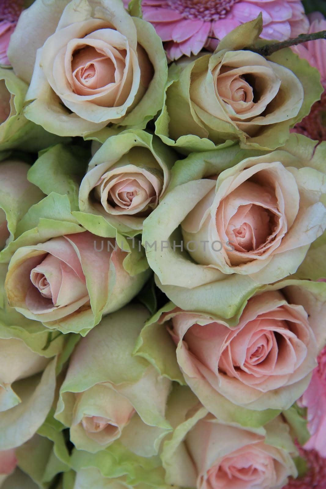 Pink roses in a mixed bridal bouquet