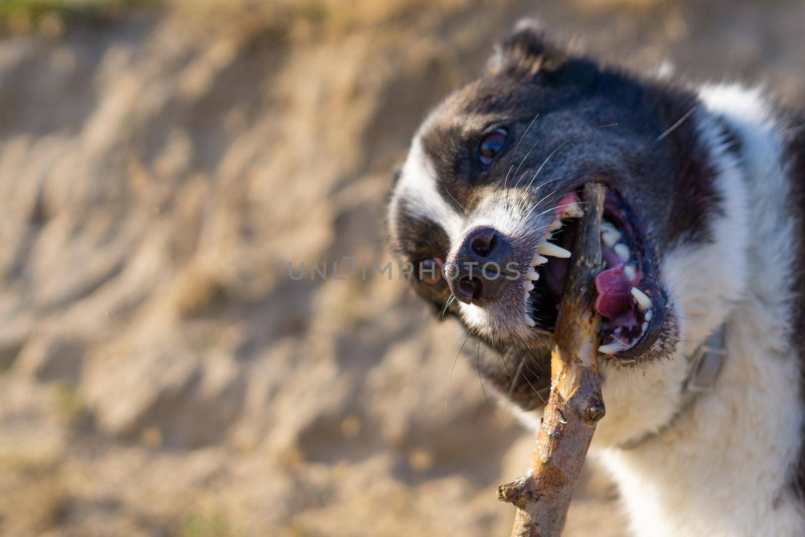 border collie dog bathing in the river