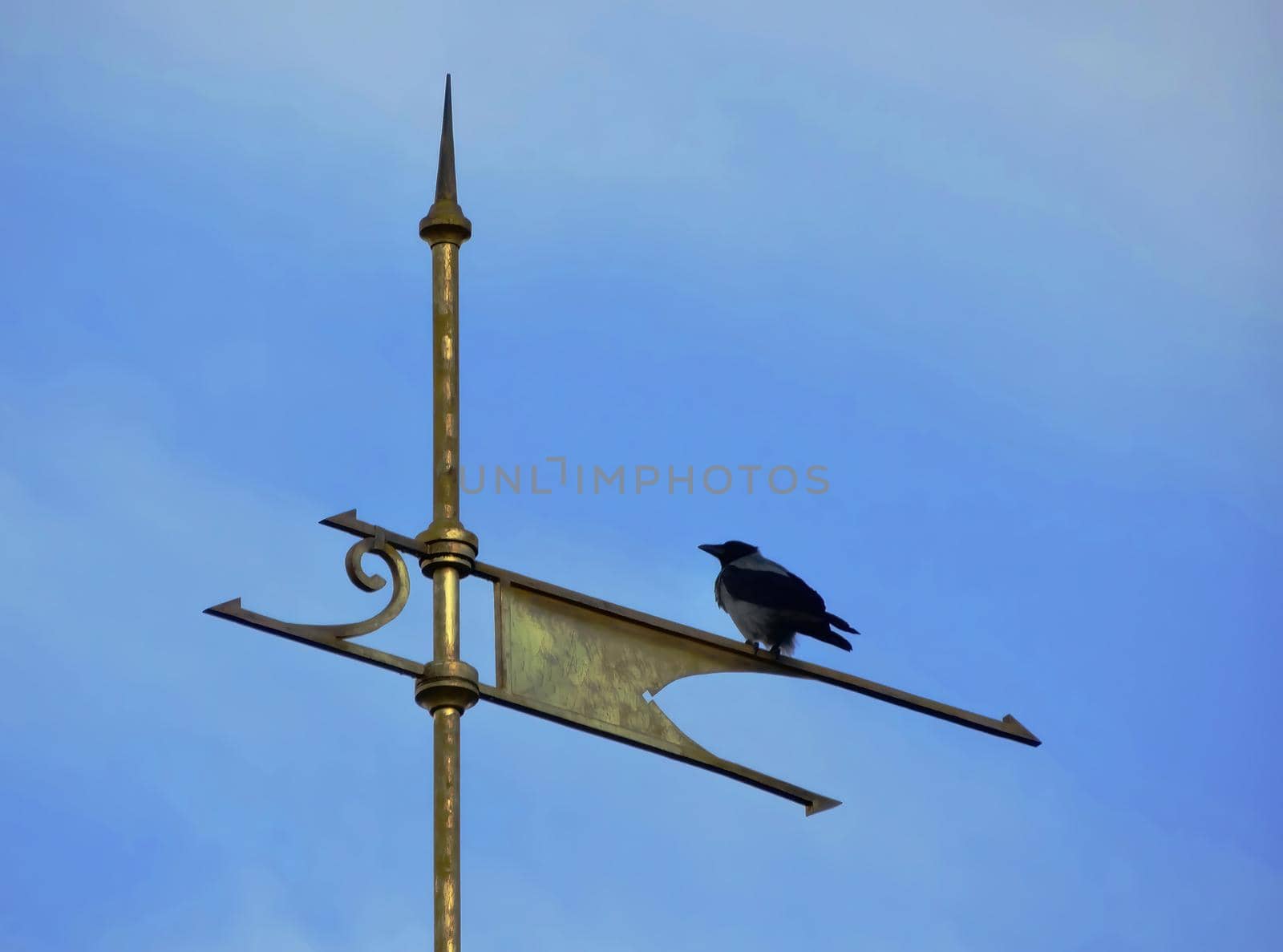 Crow sits on a signpost on deserted secluded beach. Depressive atmosphere of abandonment
