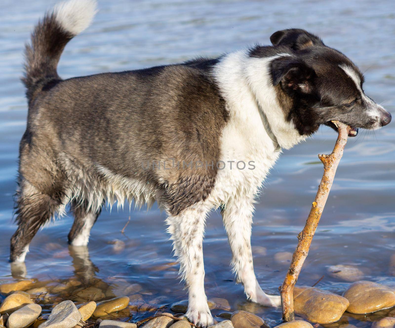 border collie dog bathing in the river