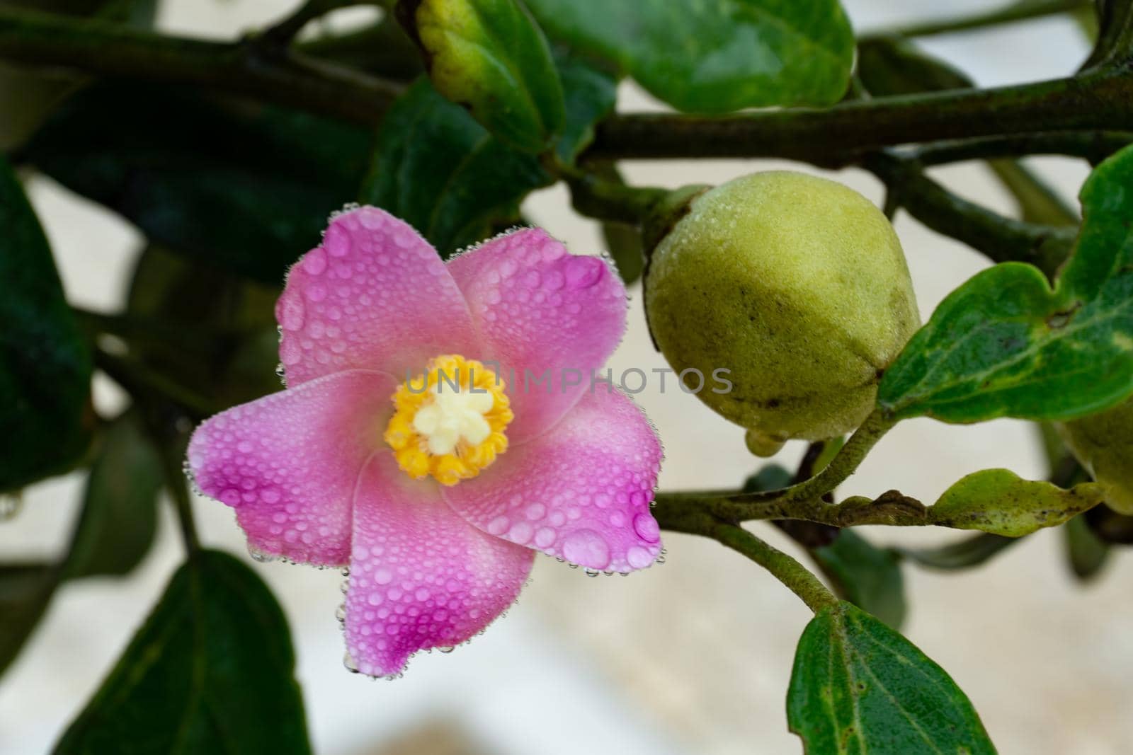 Gently pink lagunaria flower with water droplets on petals after rain close up