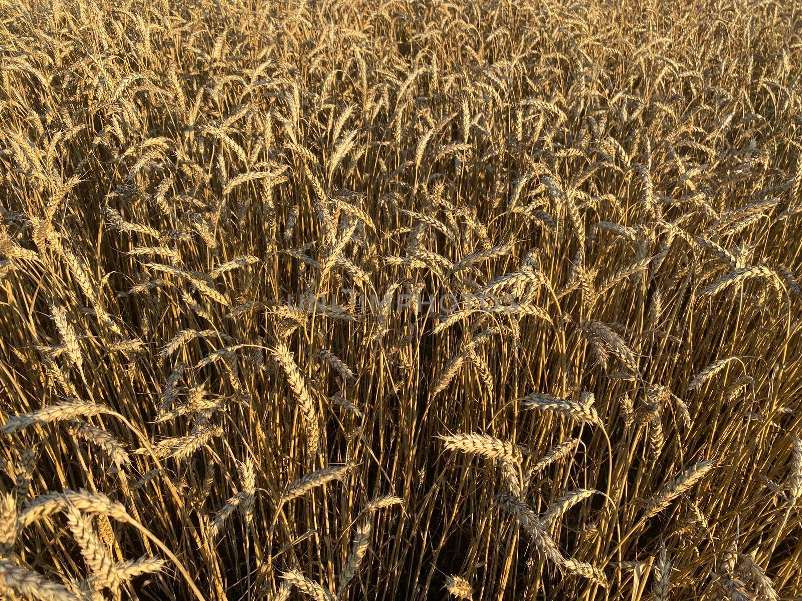 Panoramic view of the golden wheat field in summer. Wheat field on a sunny day.