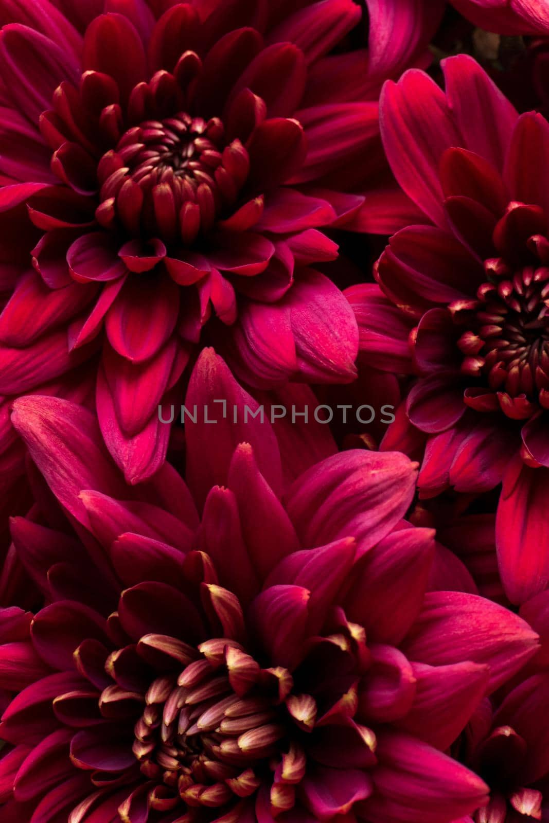 Burgundy chrysanthemum flowers on a white background close up