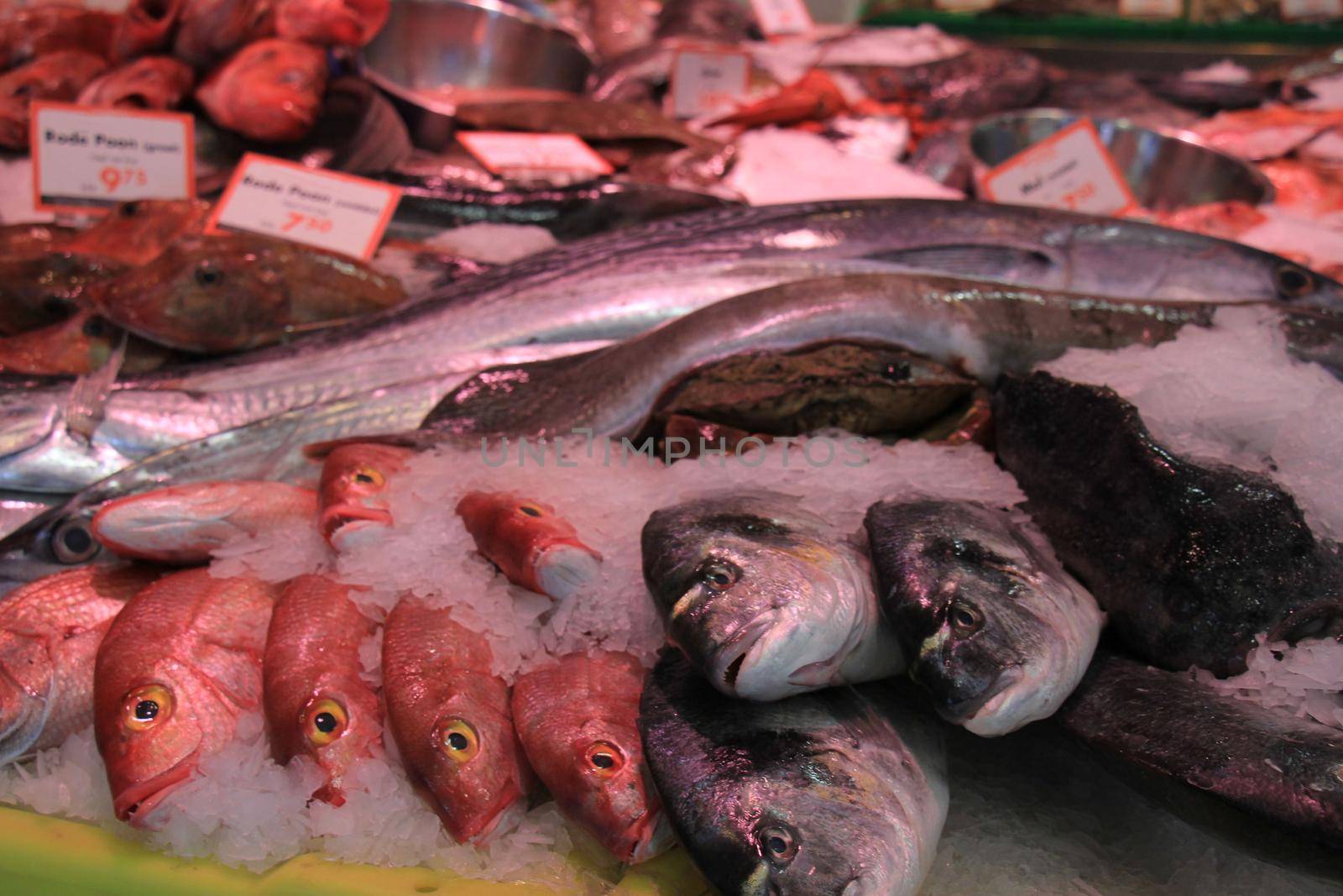 Fresh sea fishes on crushed ice in a fish shop (tags: price and product information in Dutch)