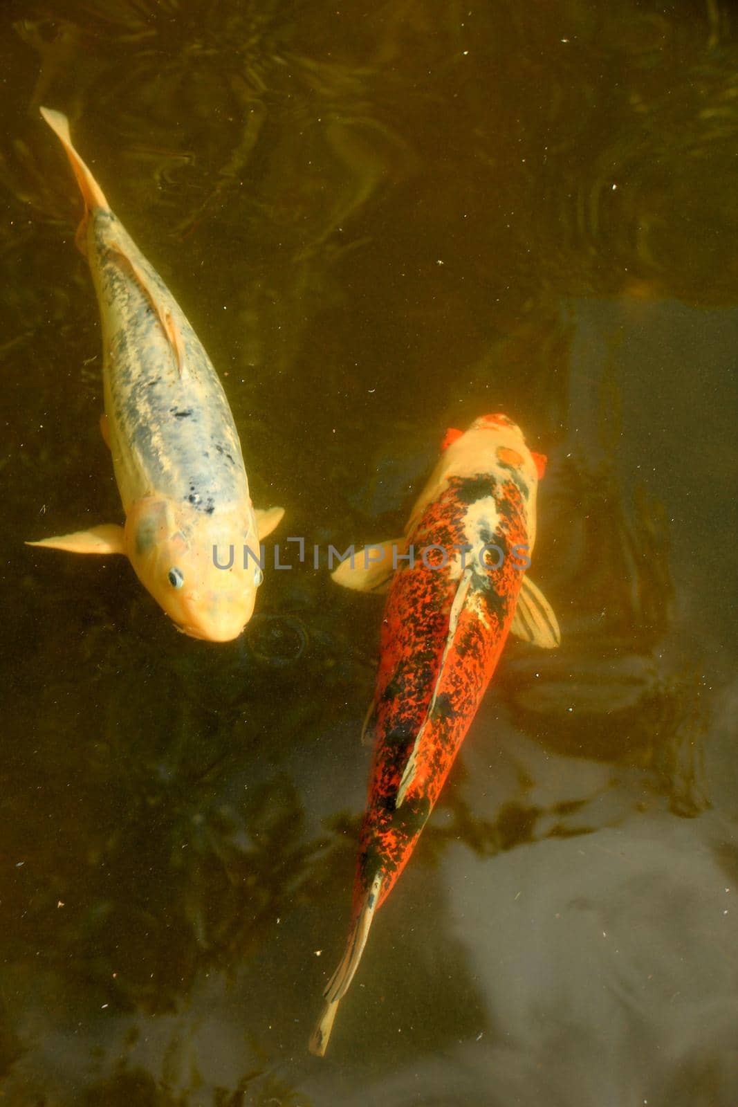 Big Koi Carp in an outdoor fish pond