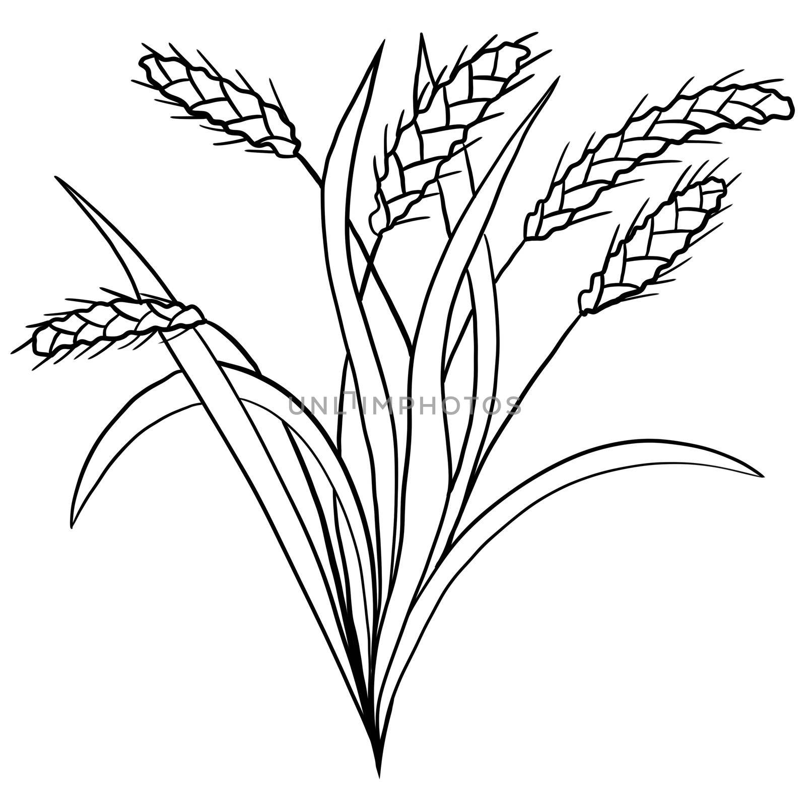 Wheat bread harvest, baking bakery concept. Floral illustration with long leaves in black line simple minimalist style. Nature plant herb print graphic ink botany
