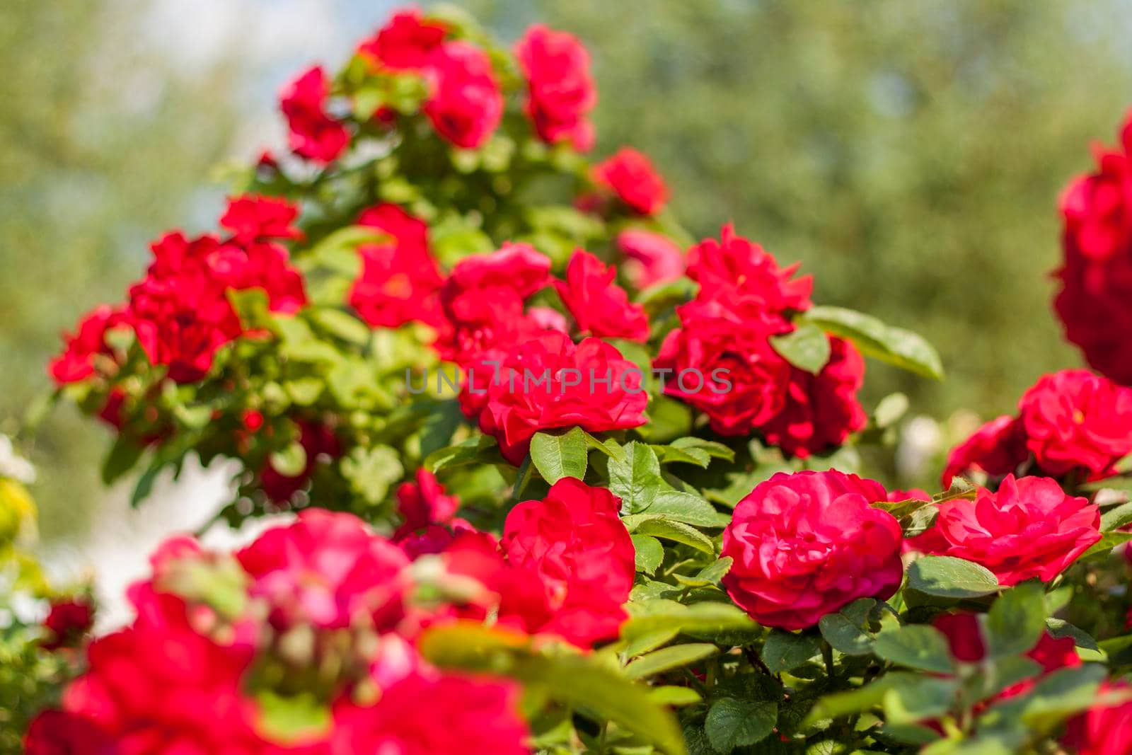 Beautiful and bright roses grow in a flower bed in the park. Take a walk in the park on a summer day and look at the beautiful flowers. Selective focus, floral wallpaper. Summer, heat, park