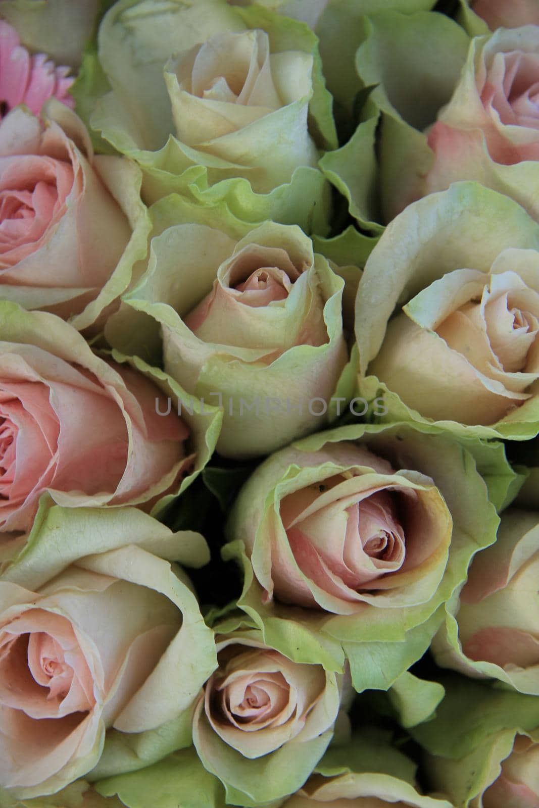 Pink roses in a mixed bridal bouquet by studioportosabbia