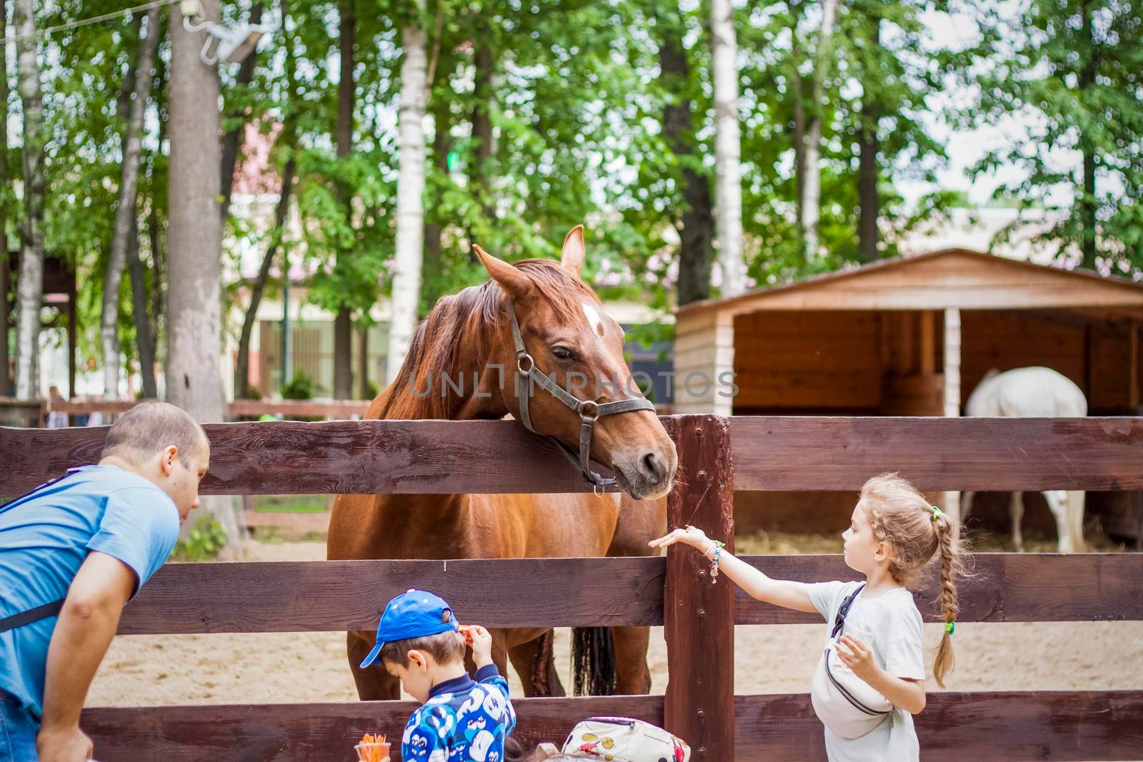 2022-06-19, Russia, Moscow, Animals in an aviary in a small city zoo. Animals are fed from the hands of visitors, and children can pet them. Horse, sheep, sheep, animals