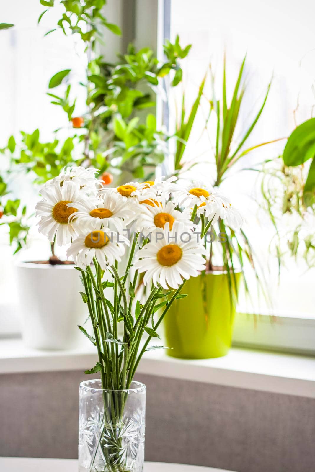 A bouquet of large daisies in a vase on a white background. Medium plan, selective snapshot. Selective focus. A postcard for the celebration of the day of family, love and fidelity.