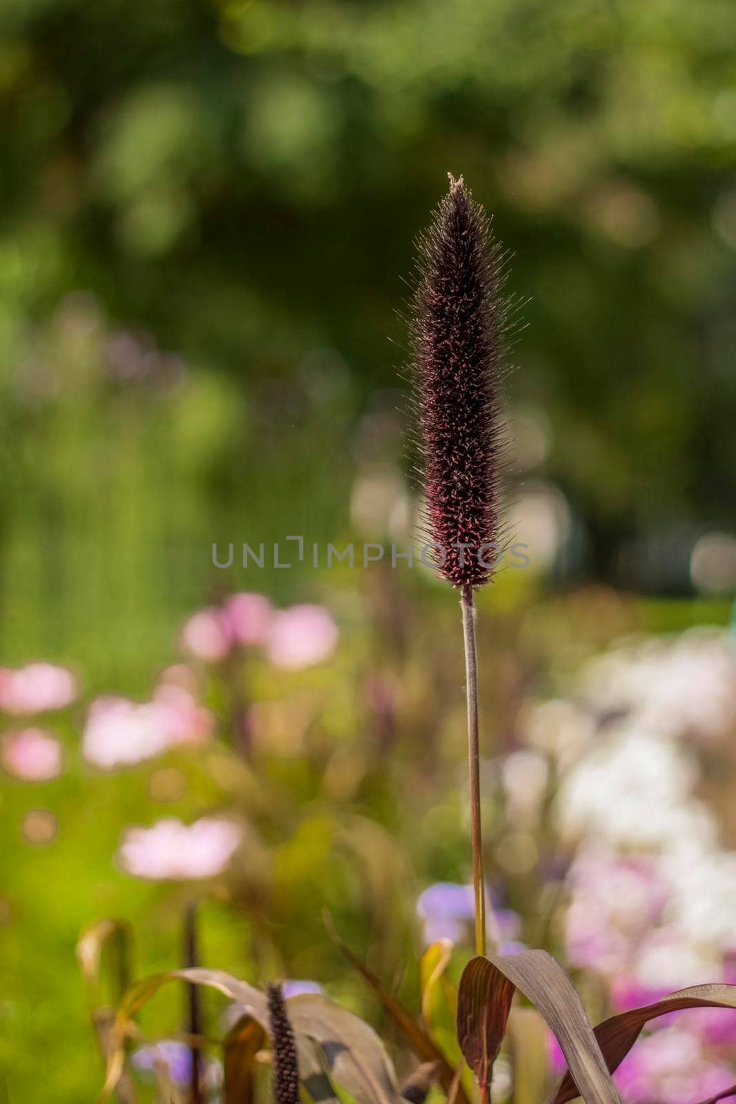 Fluffy ears grow on a flower bed in the park. Take a walk in the park on a summer day and look at the beautiful plants. Selective focus, floral wallpaper. Summer, heat, park