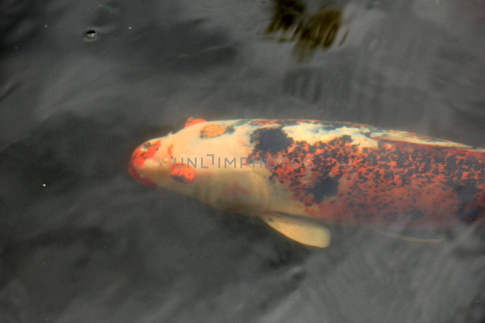 Big Koi Carp in an outdoor fish pond