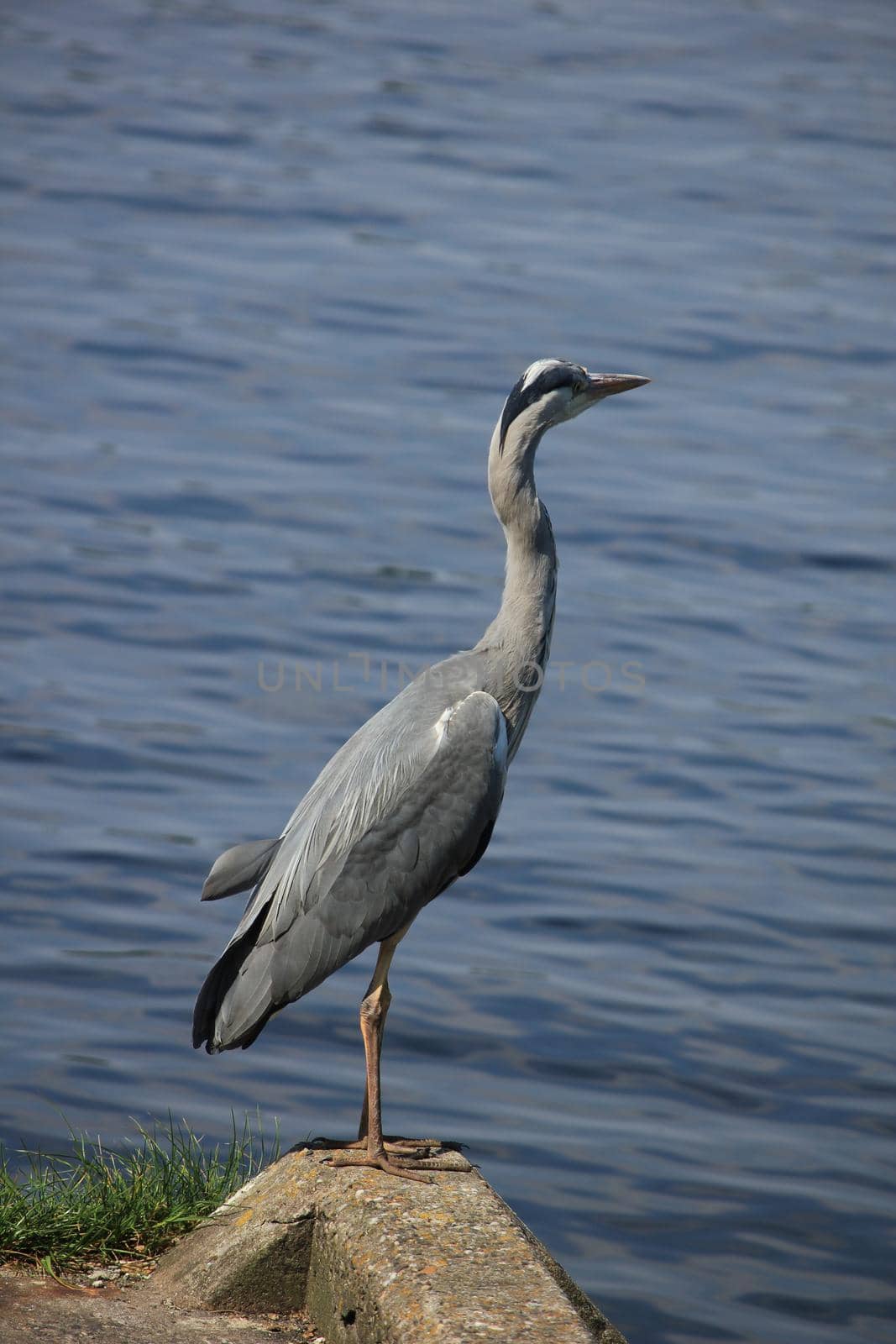 A big grey heron on the pavement near a sea harbor