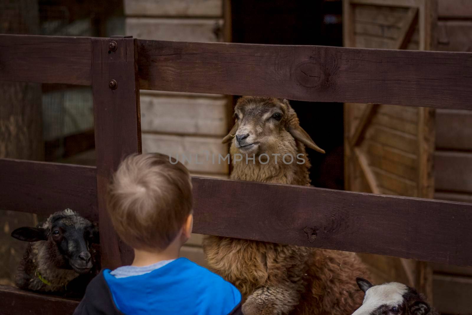 Animals in an aviary in a small city zoo. Animals are fed from the hands of visitors, and children can pet them. Horse, sheep, sheep, animals