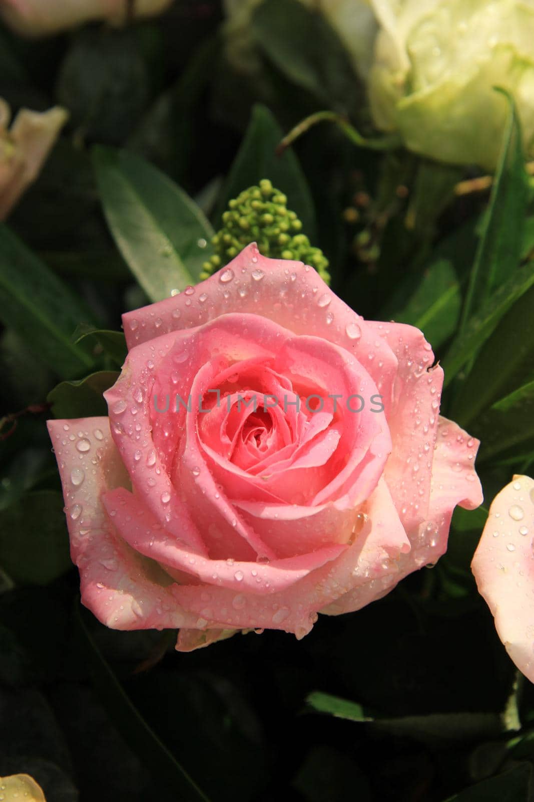 Big pink rose with water drops after a rainshower