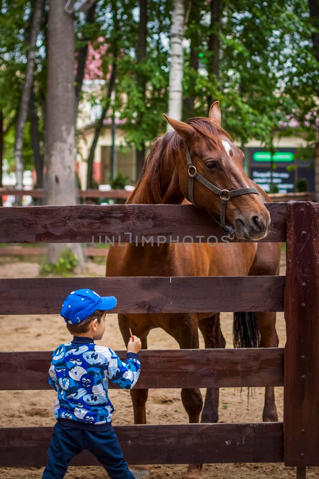 2022-06-19, Russia, Moscow, Animals in an aviary in a small city zoo. Animals are fed from the hands of visitors, and children can pet them. by Alina_Lebed