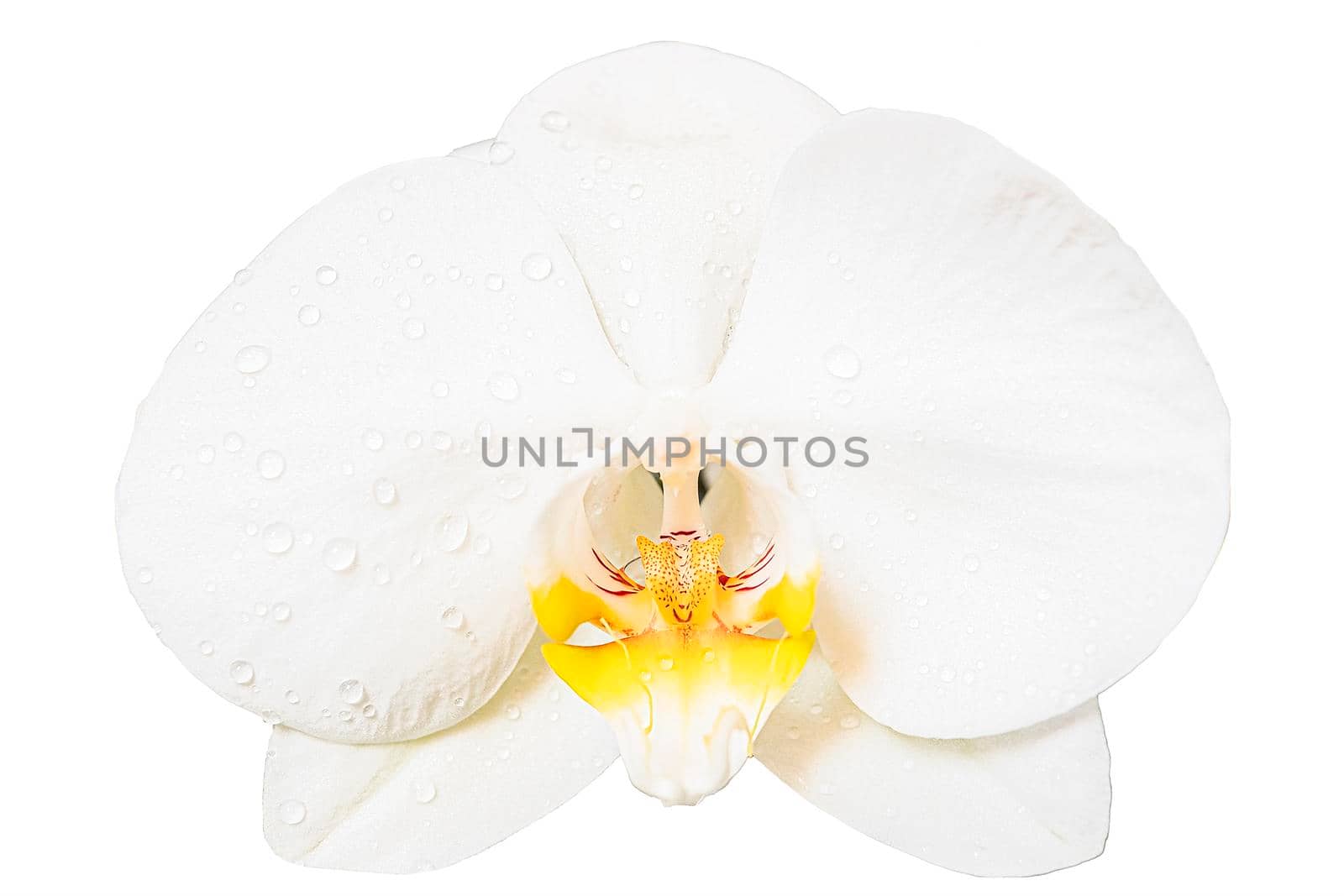 Beautiful white orchid flower isolated on white background.