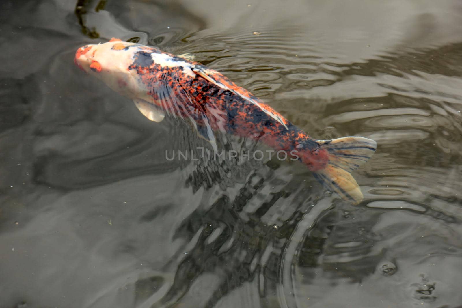 Big Koi Carp in an outdoor fish pond