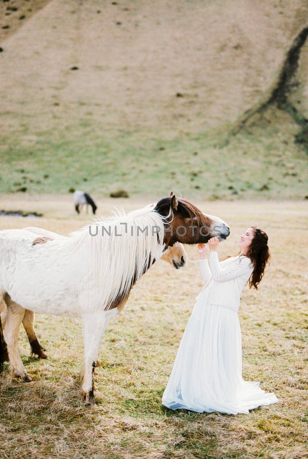 Bride in a white dress strokes horses near the mountains. Iceland. High quality photo