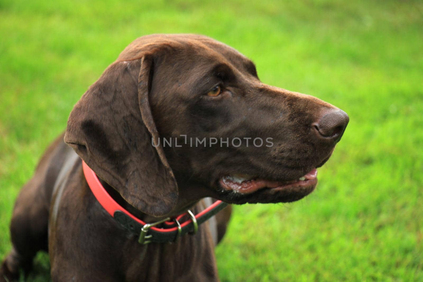 German Shorthaired Pointer female, two years old by studioportosabbia