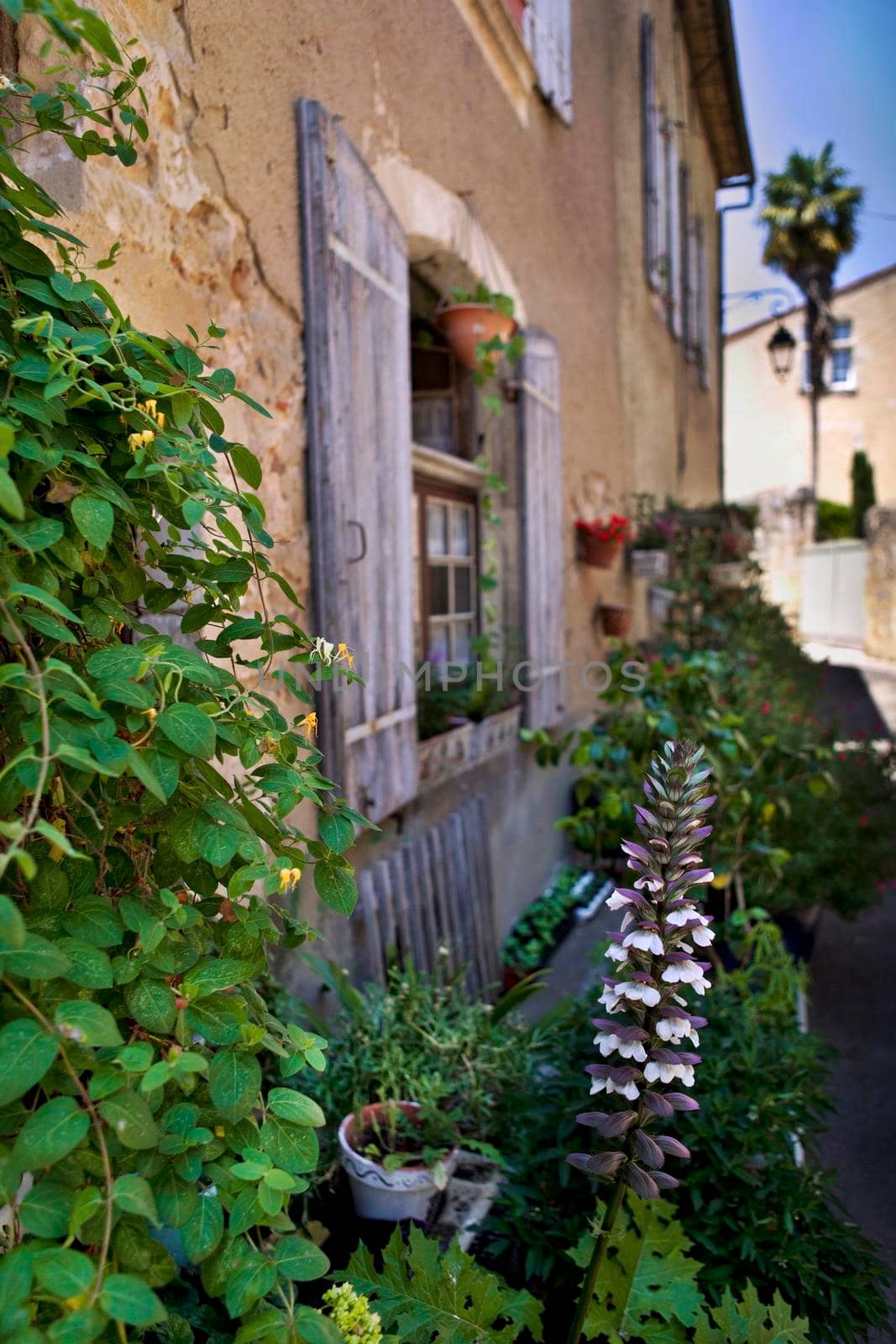 Small garden and plants on the terrace of an old French house
