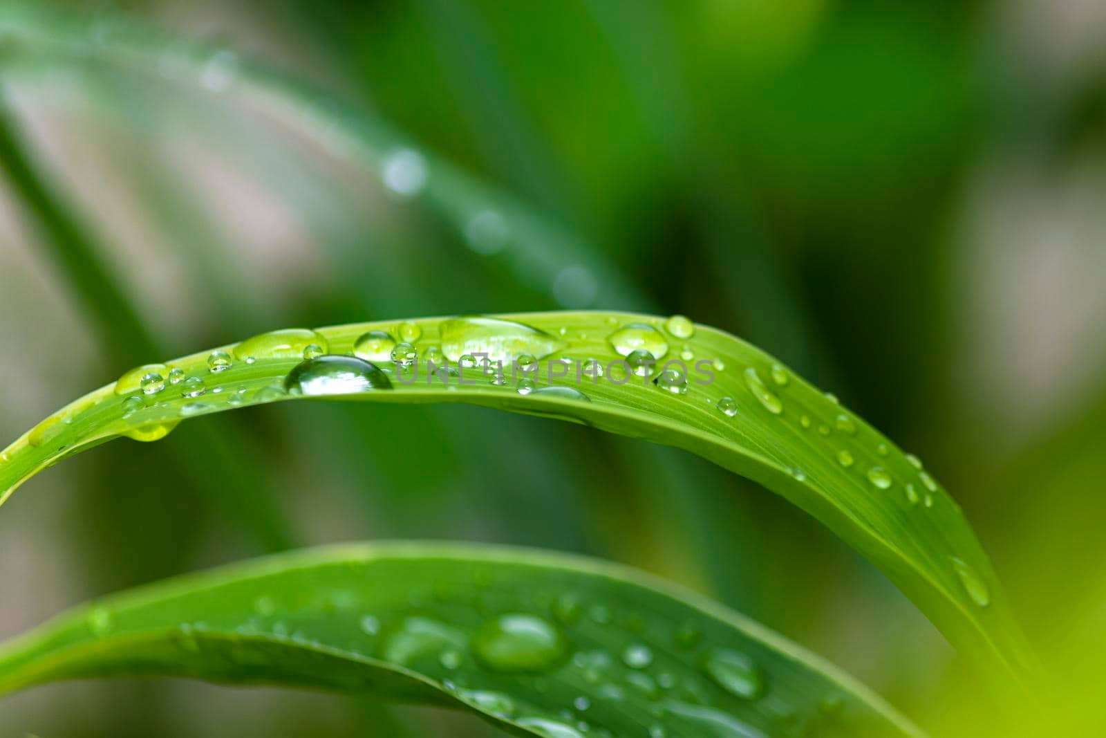 Close up of grass strain with raindrops. Green background for copy space.