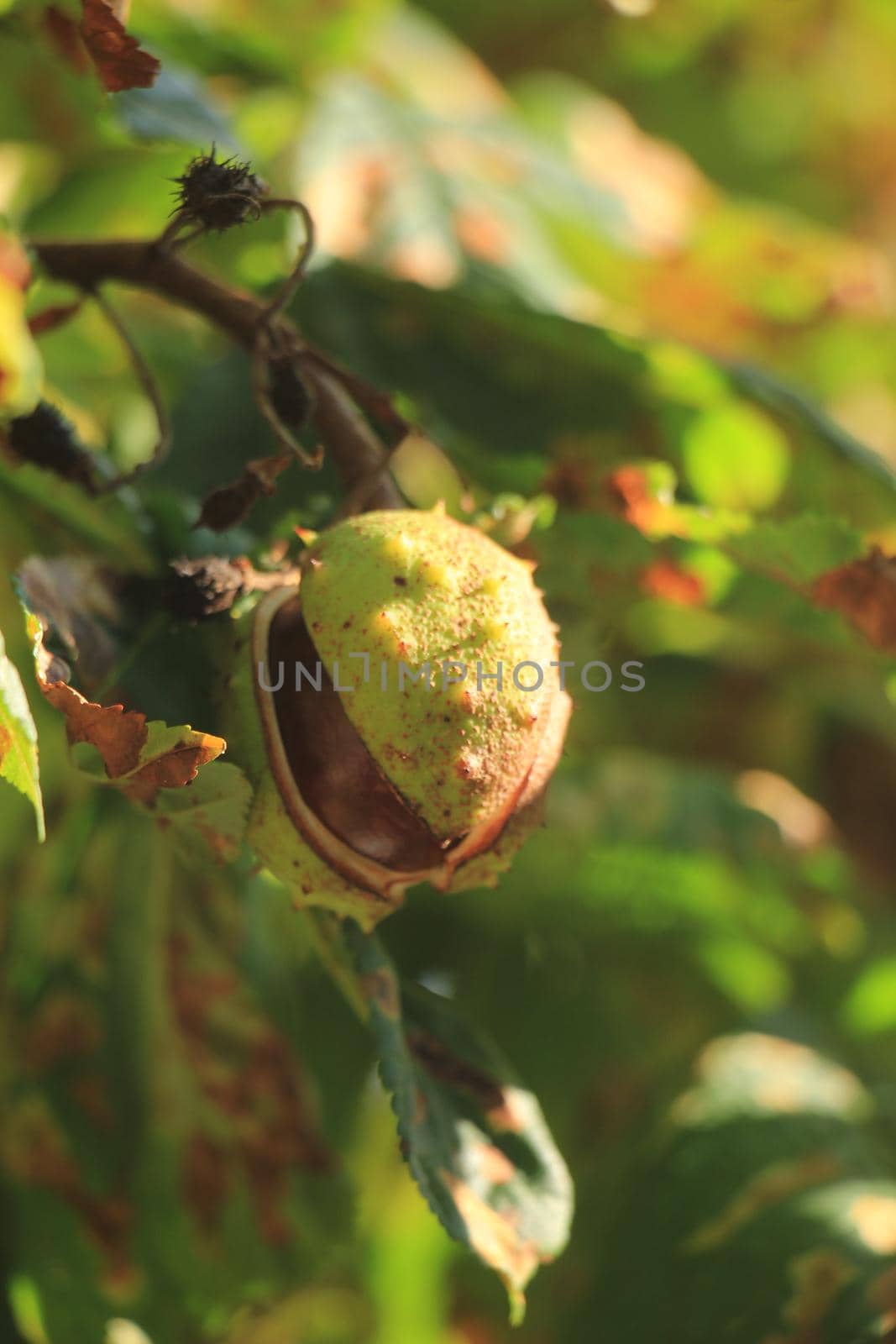 Chestnut on a tree in early autumn by studioportosabbia