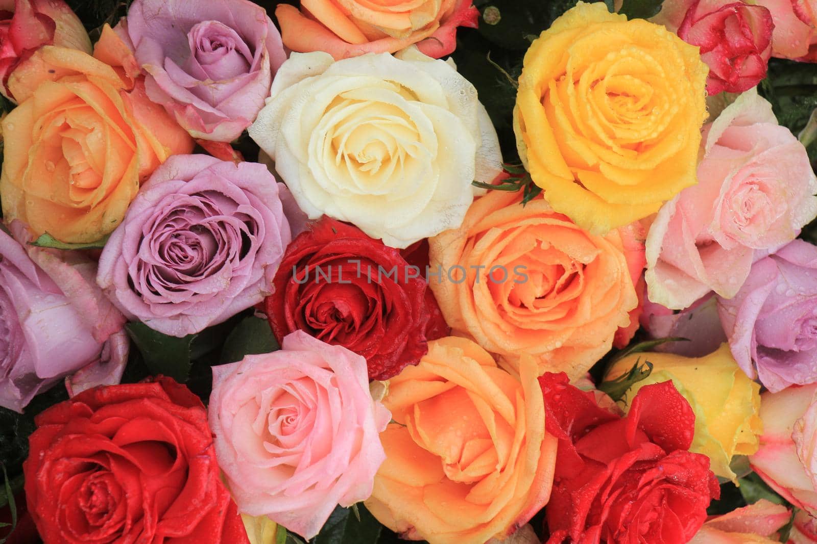 Multicolored roses in a floral wedding decoration by studioportosabbia