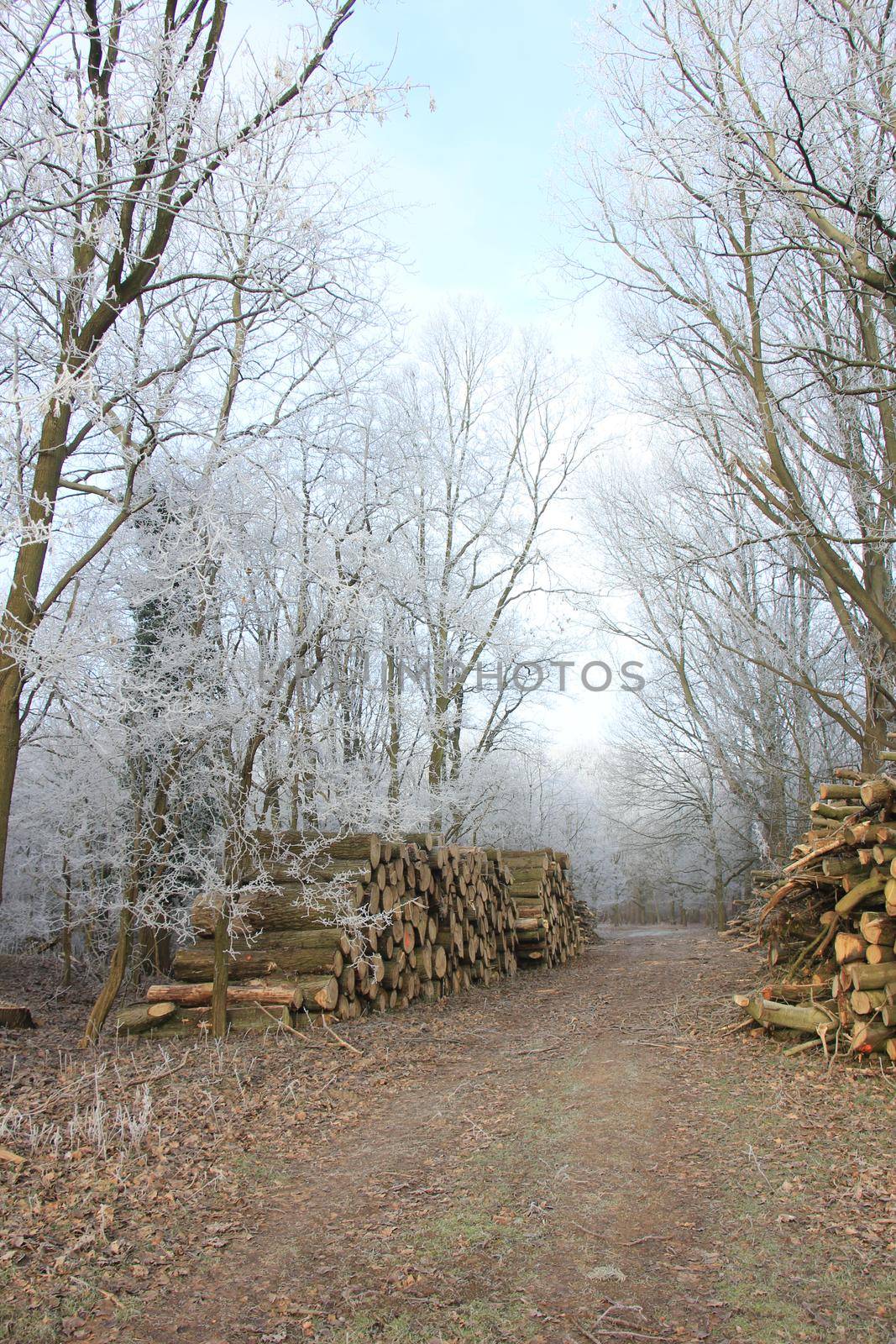 Big piles of chopped fuel wood in a winter forest