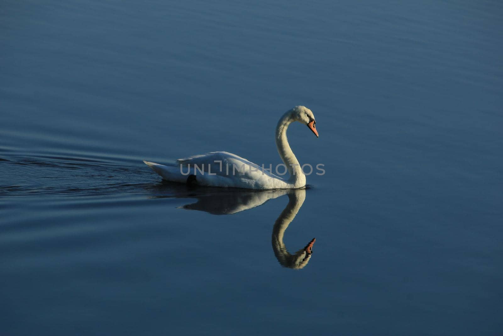 A single swan and his own reflection swimming on quiet water by studioportosabbia