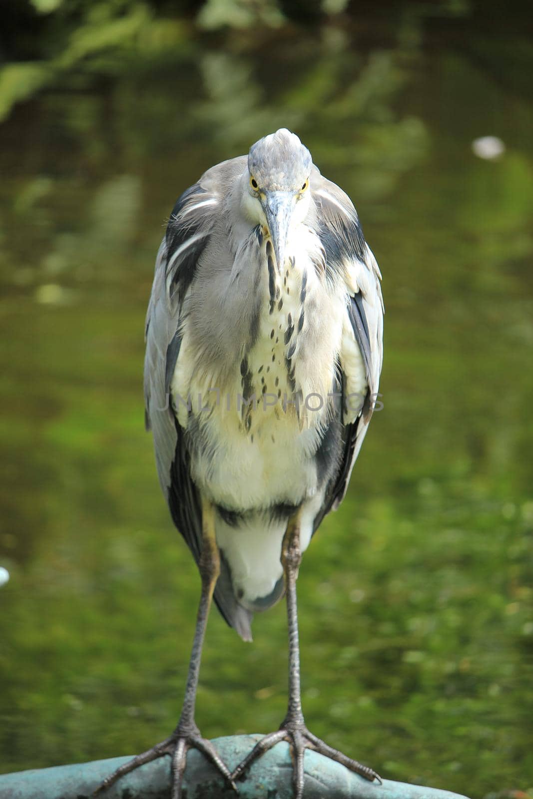A big grey heron by studioportosabbia