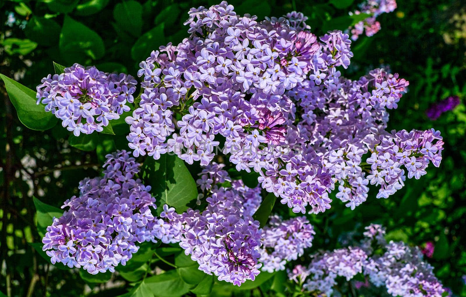 Bright rich bouquet of lilacs in a green city park by jovani68