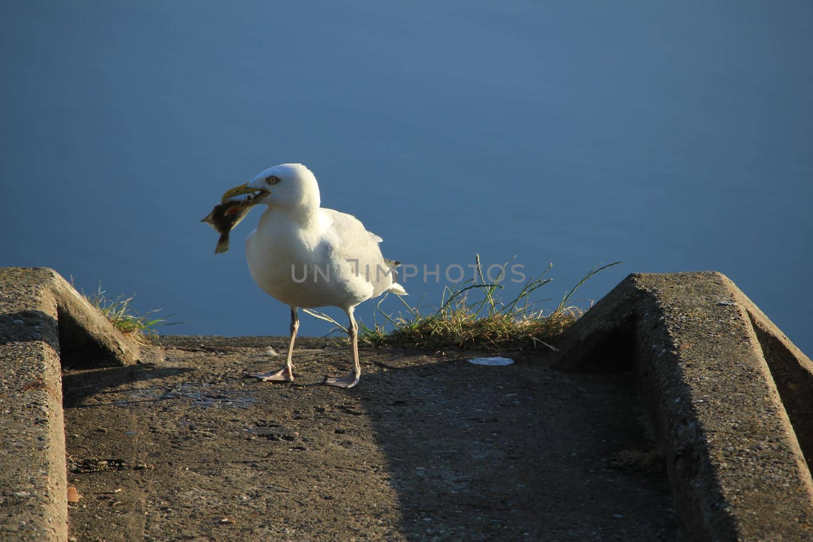 A Seagull eating his breakfast, a fresh fish by studioportosabbia