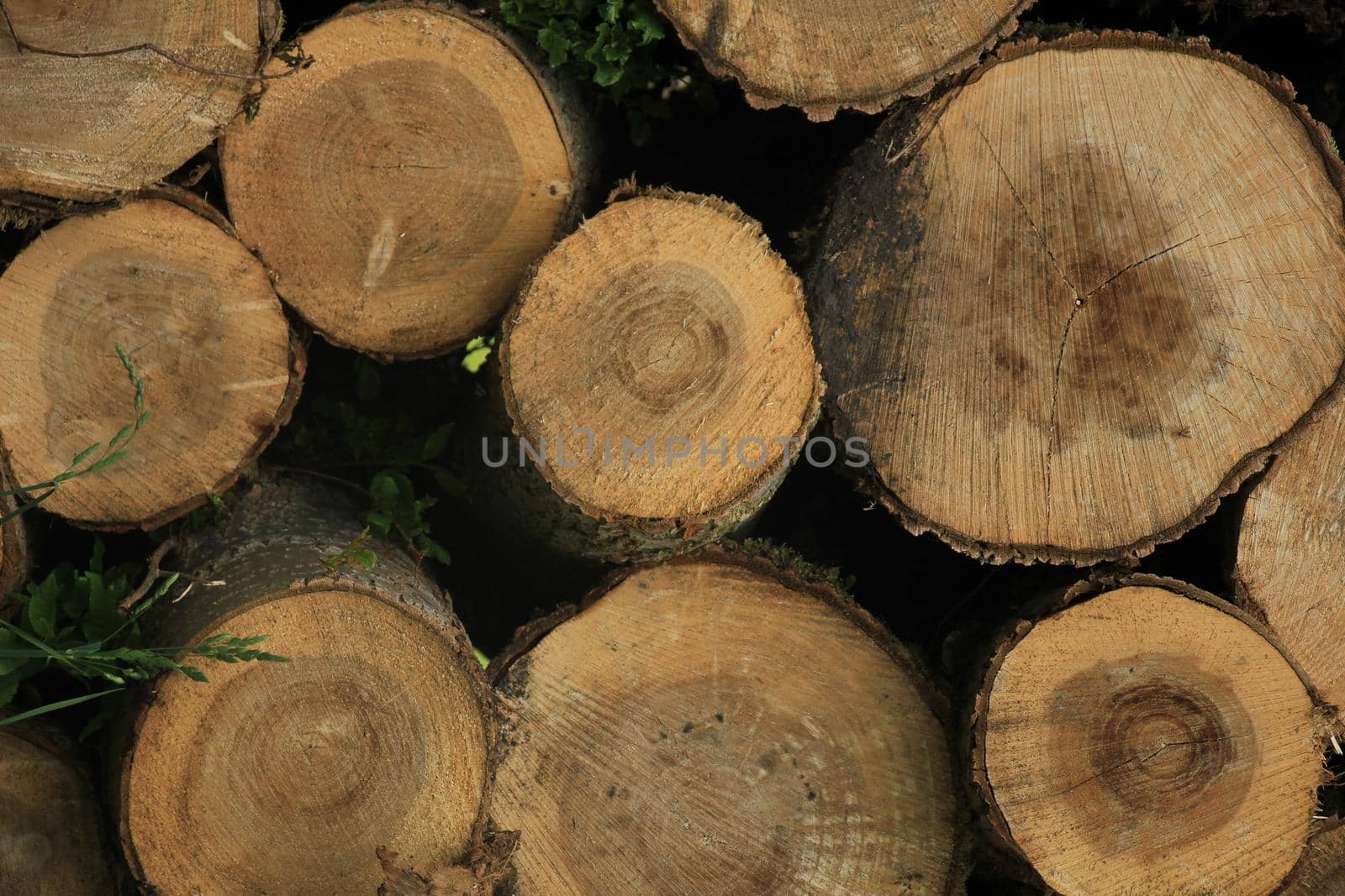 Big piles of chopped fuel wood by studioportosabbia
