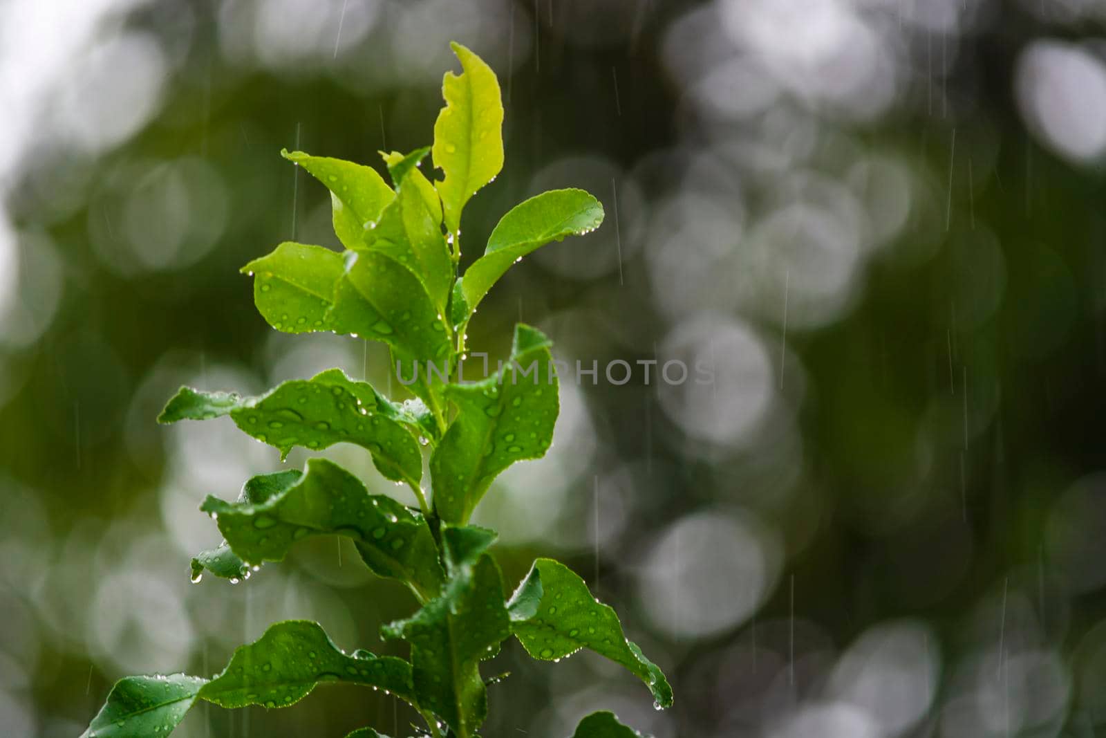 Rainy day background with water drop on green leave in the forest.