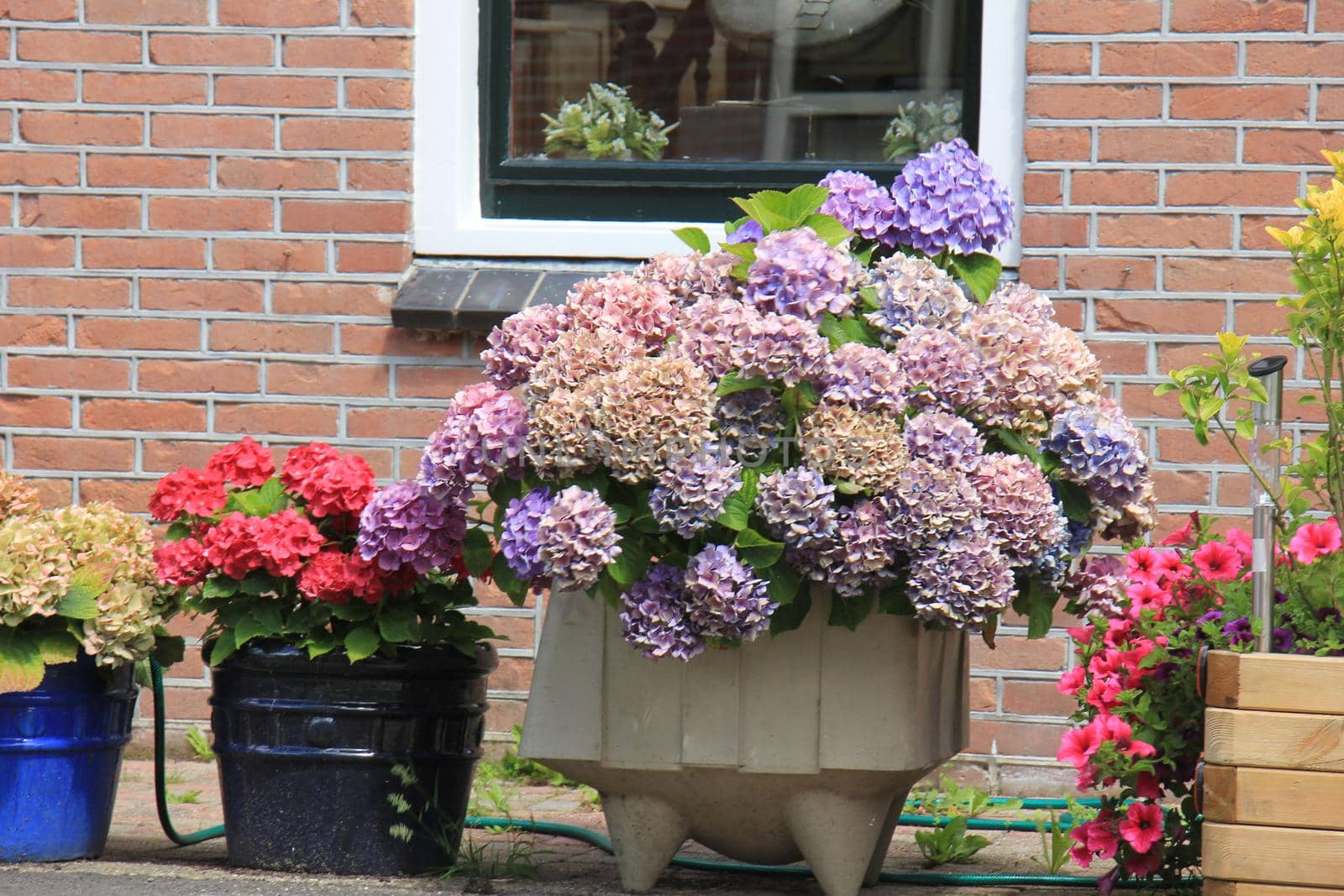 Hydrangeas in various colors in flower pots near a street by studioportosabbia