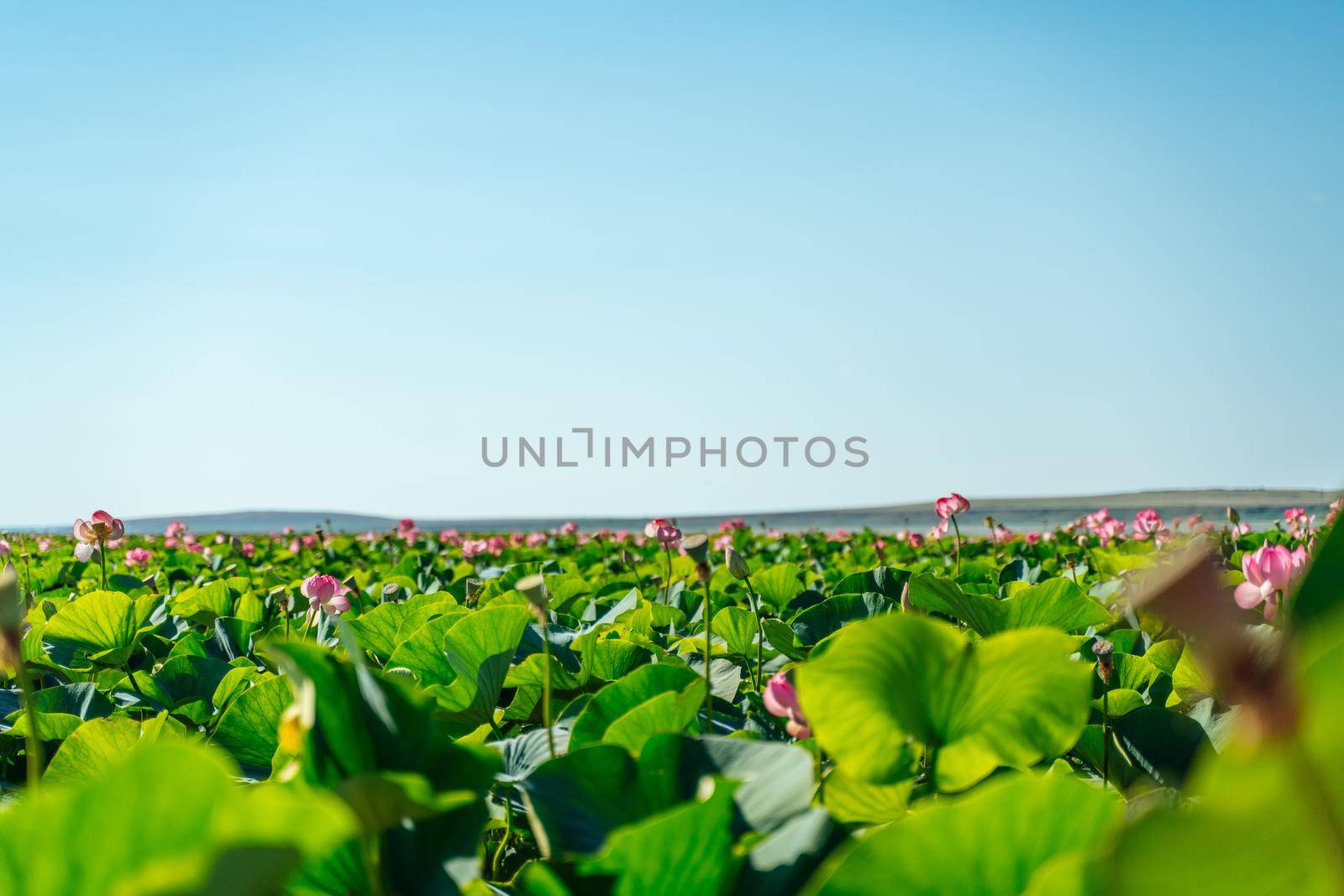 A pink lotus flower sways in the wind. Against the background of their green leaves. Lotus field on the lake in natural environment. by Matiunina