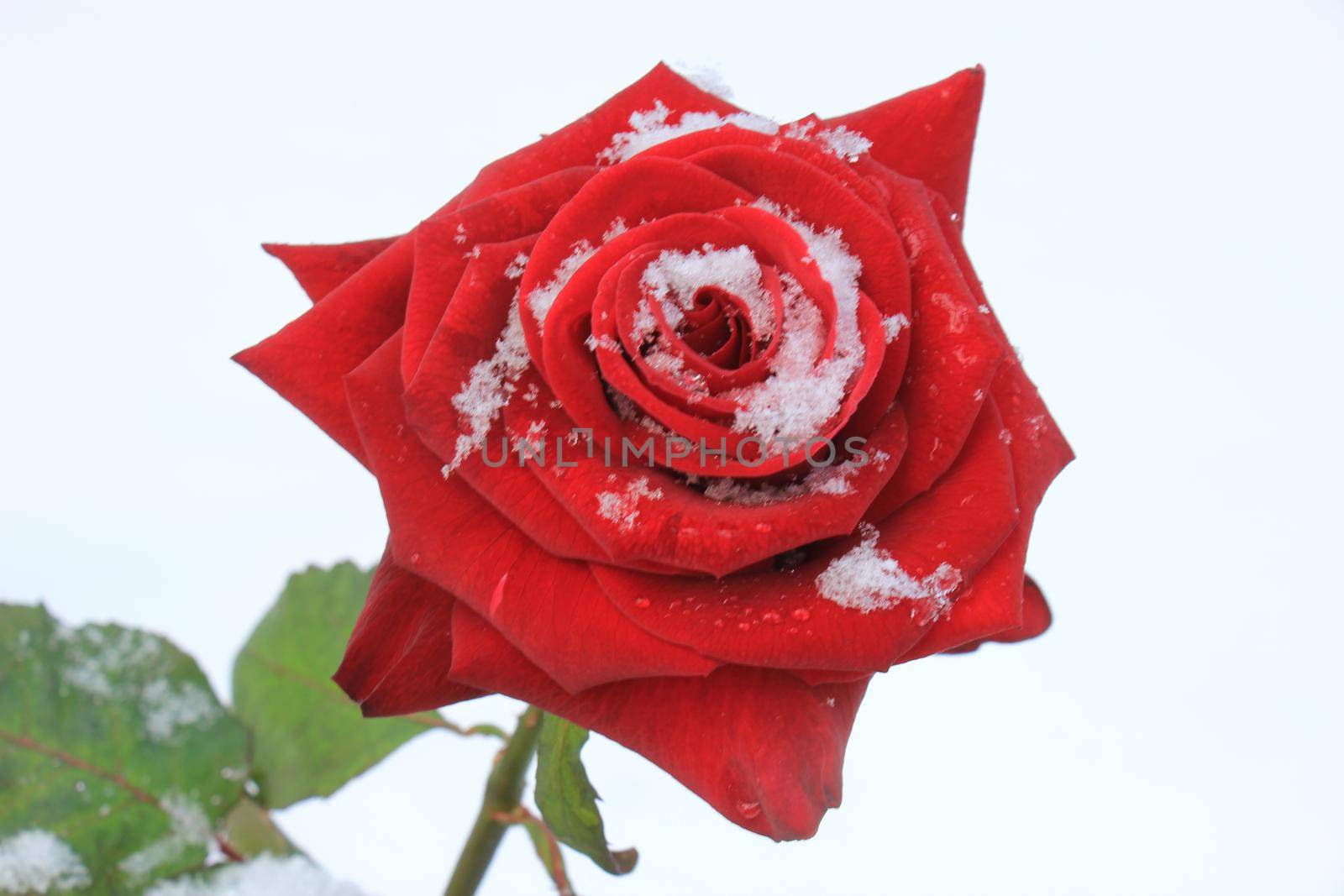 a big red rose covered with snow