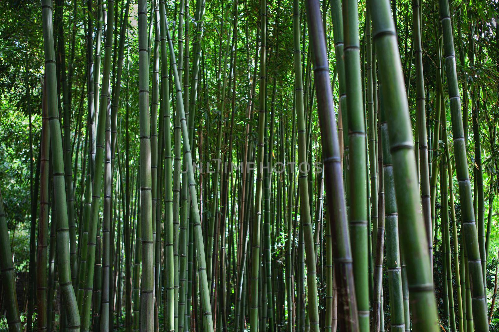 Bamboo background in a public park