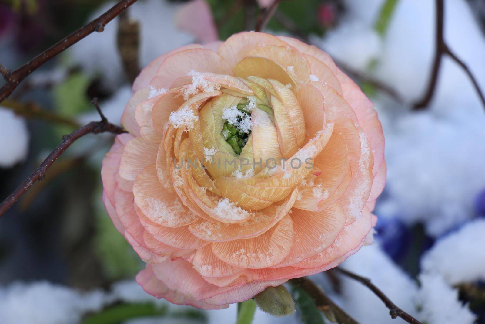 A pale pink camellia in the fresh snow