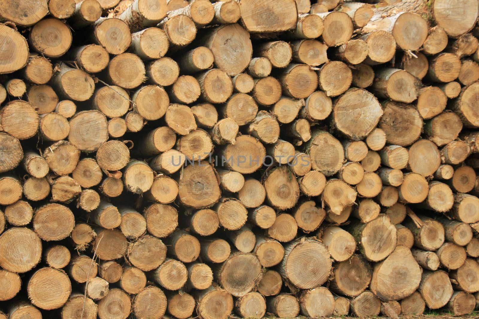 Big piles of chopped fuel wood in a forest