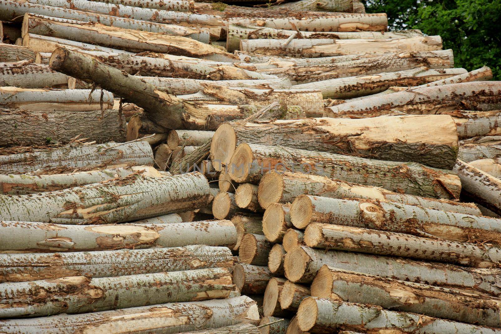 Big piles of chopped fuel wood in a forest by studioportosabbia