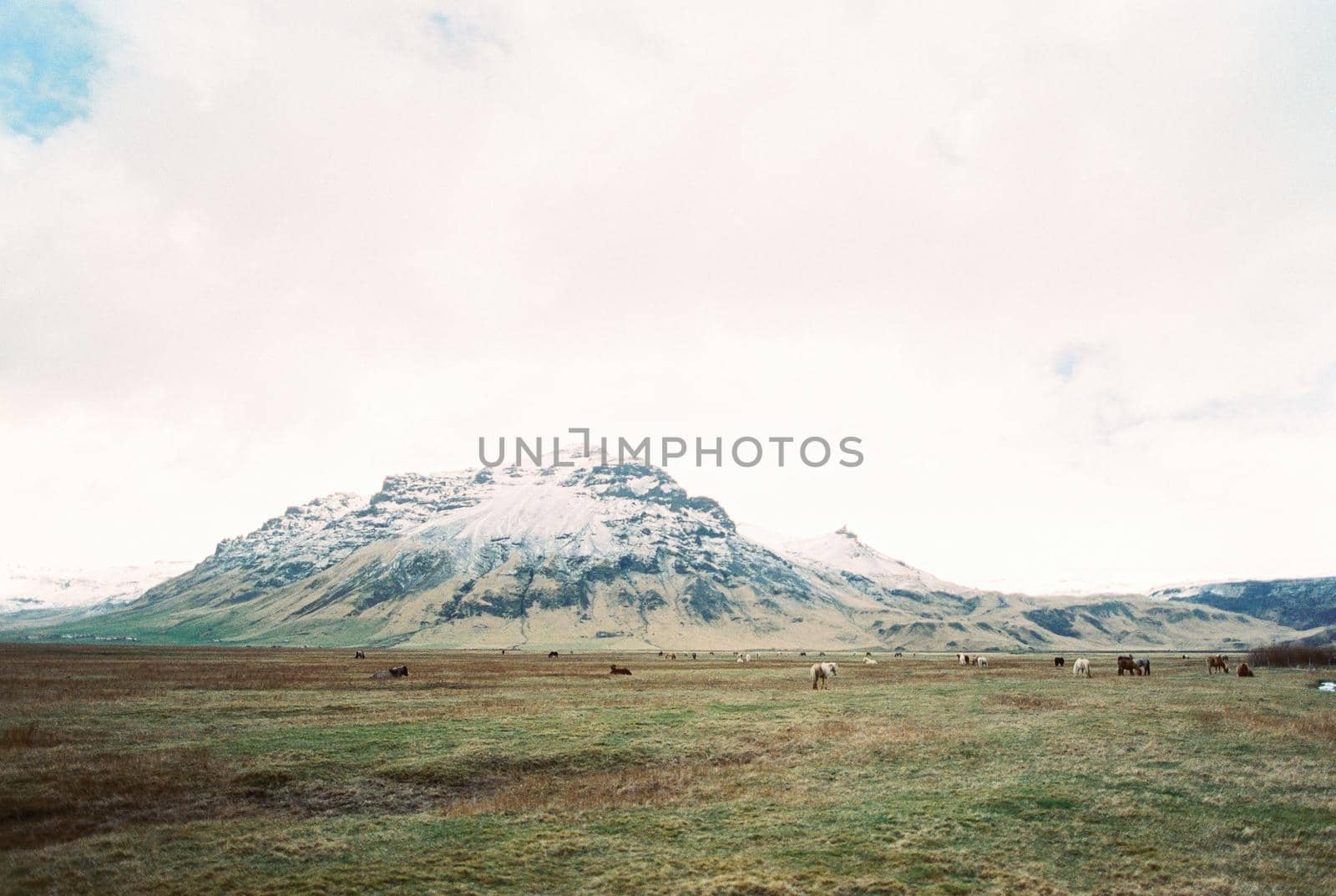 Horses graze in the valley against the backdrop of the mountains. Iceland by Nadtochiy