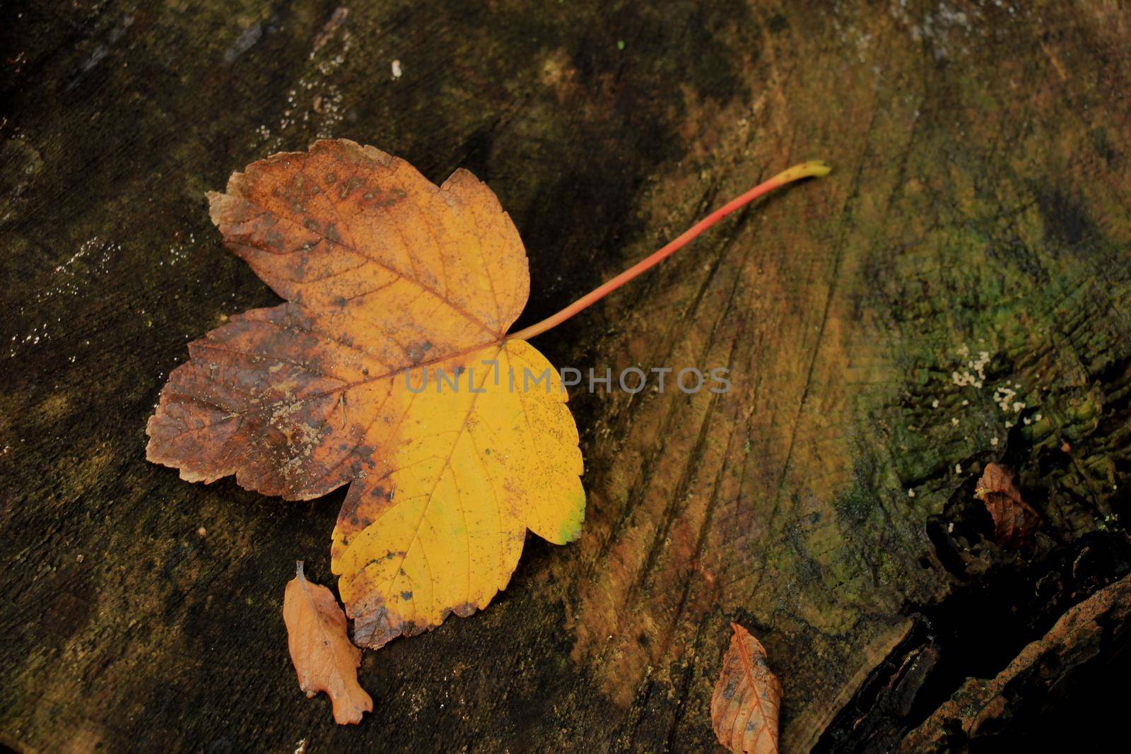 yellow maple leaf on wet wood in an autumn forest