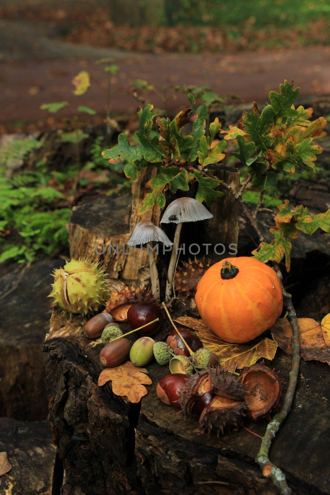 Autumn still life in a fall forest: mushrooms, chestnuts, pumpkins and leaves by studioportosabbia