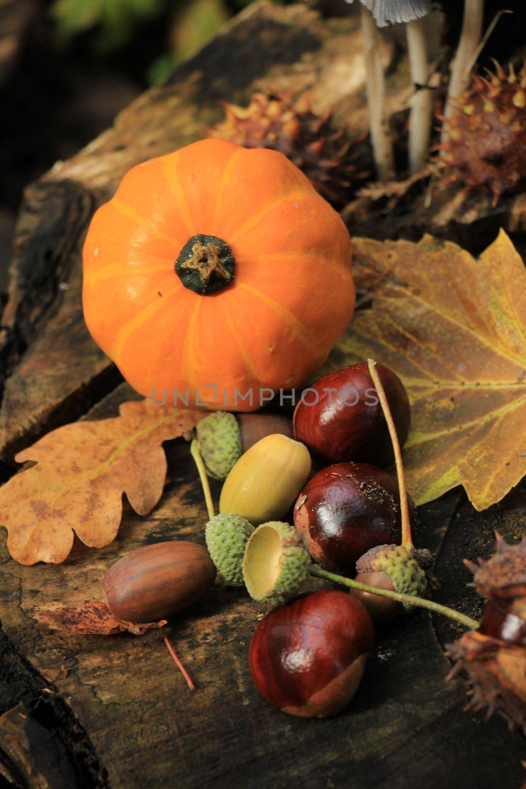Autumn still life in a fall forest: mushrooms, chestnuts, pumpkins and leaves