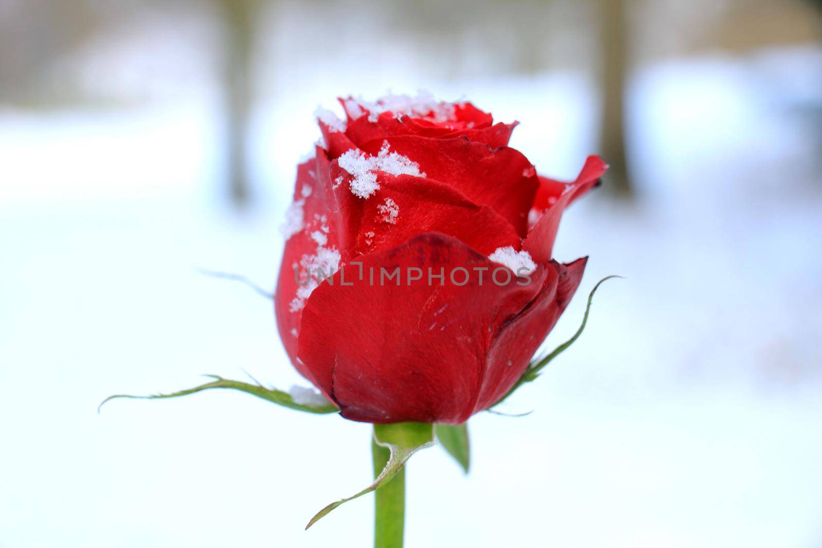 a big red rose covered with snow by studioportosabbia